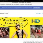 Americankittensporn